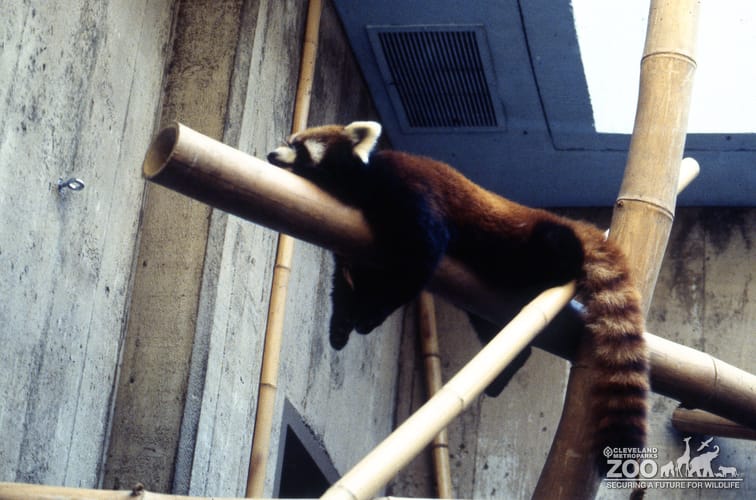 Red Panda Chilling Out