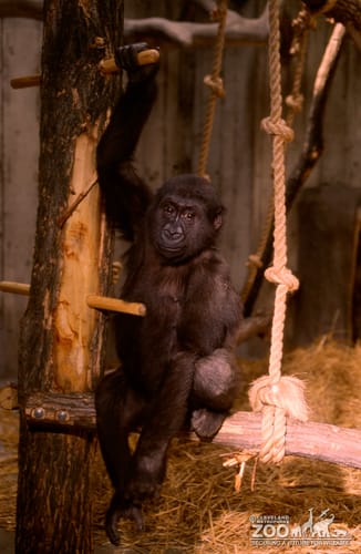 Gorilla, Western Lowland Little Joe Holding Onto Post