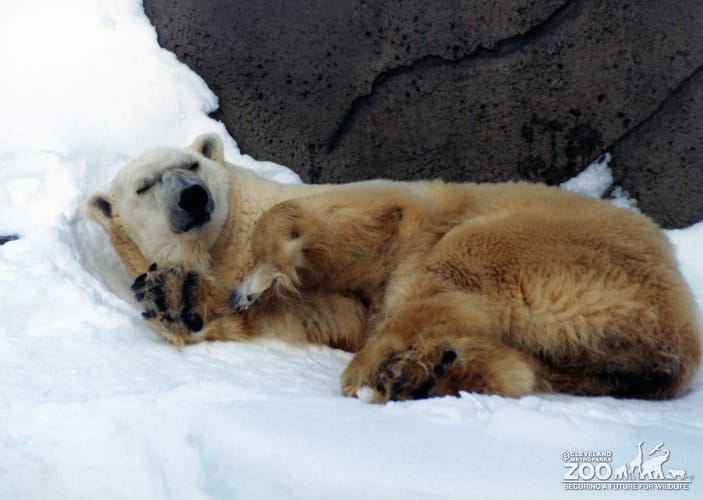 Polar Bear Laying In the Snow 2