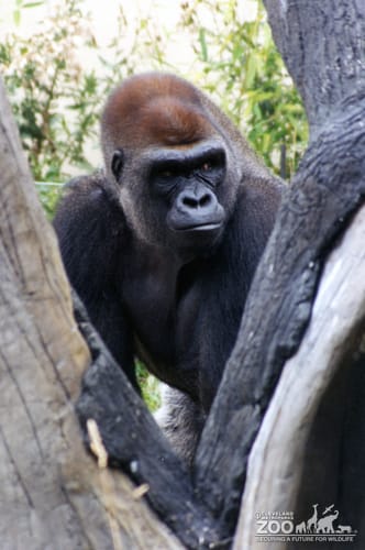 Gorilla, Western Lowland14