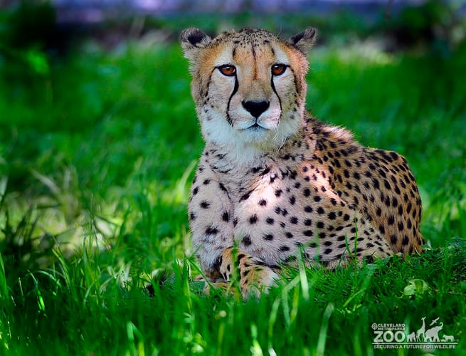 Cheetah Faces Camera