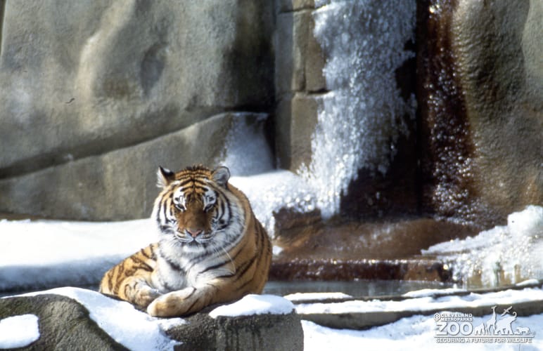 Tiger, Siberian Laying In The Snow