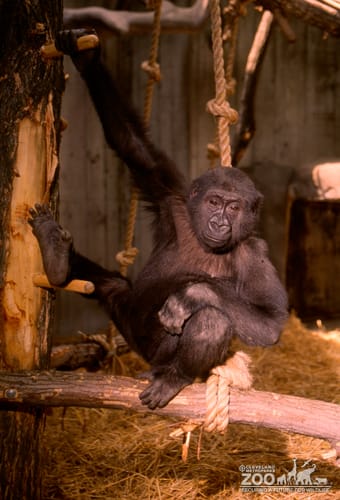 Gorilla, Western Lowland Little Joe Playing On Log