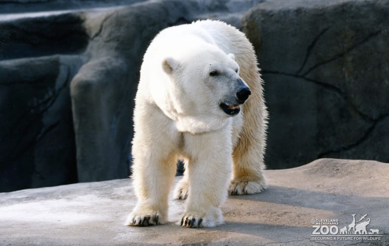 Polar Bear Standing Looking Left