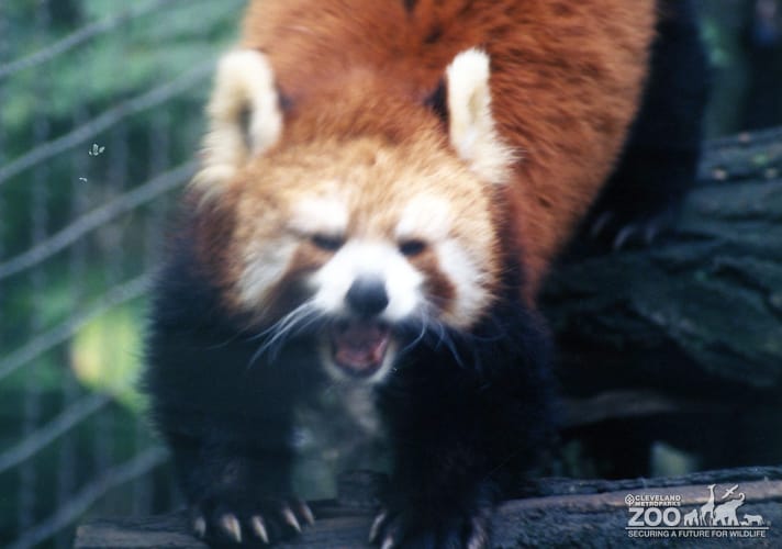 Red Panda Showing Us His Teeth