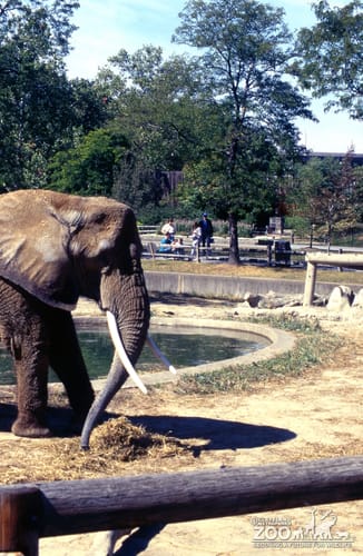 Elephants, African Eating Hay Up Close