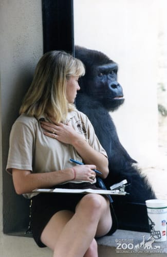 Gorilla, Western Lowland17