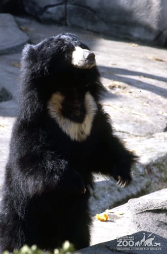 Sloth Bear Standing Up