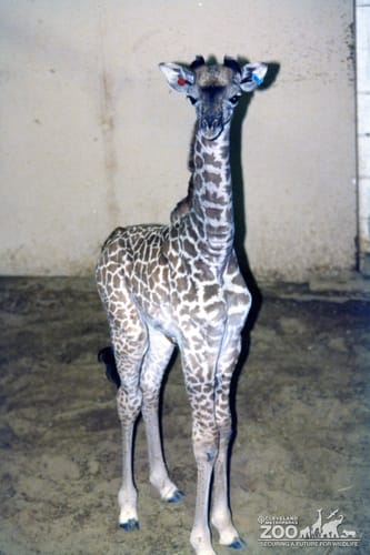 Giraffe, Masai Baby7