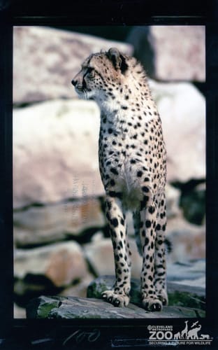 Cheetah on Rocks