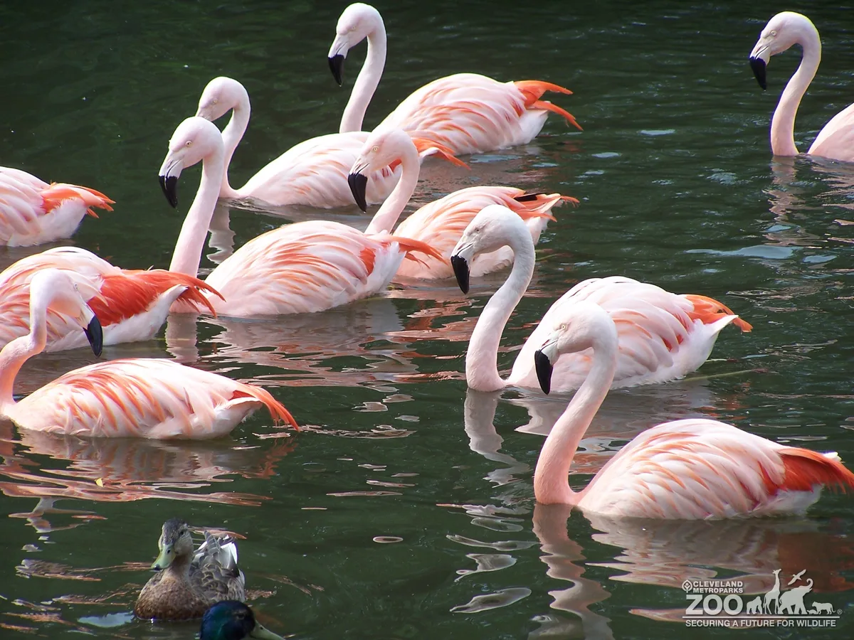 Chilean Flamingos Swimming