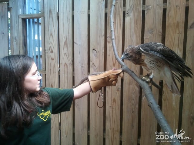 Keeper for a Day Participant with Red Tailed Hawk