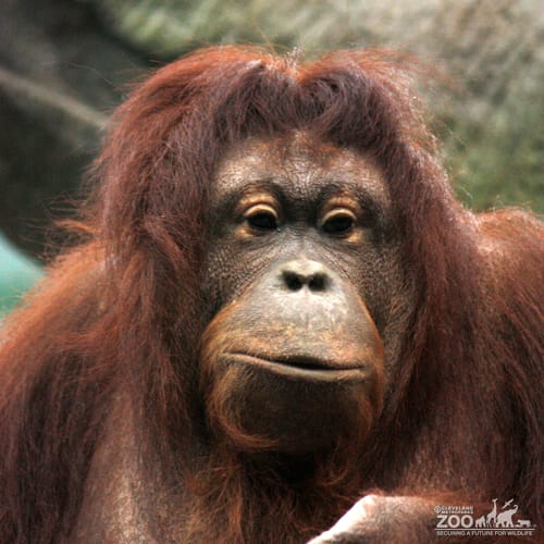 Orangutan Face