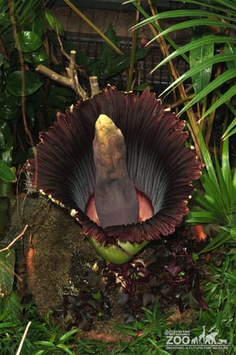 Titan Arum Plant from the top