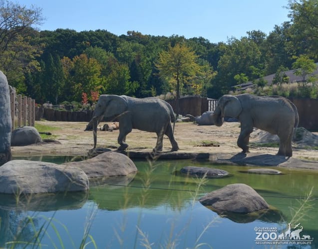 Elephants Walk Past Pool