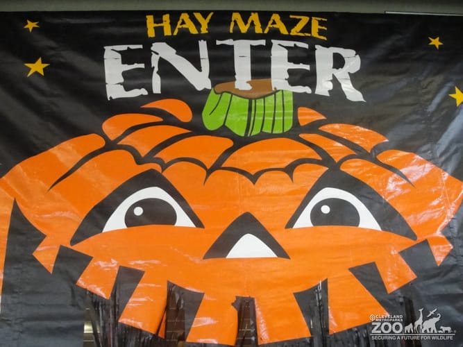 Boo at the Zoo: Entering the Hay Maze