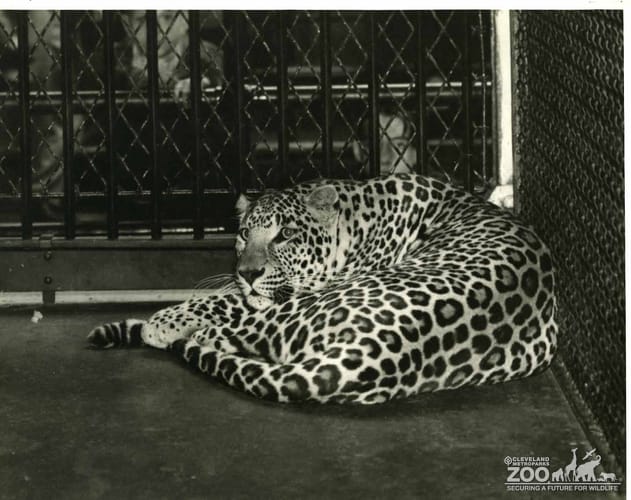 1950's - Peggy the Leopard