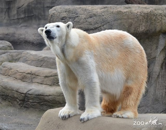 Polar Bear Standing