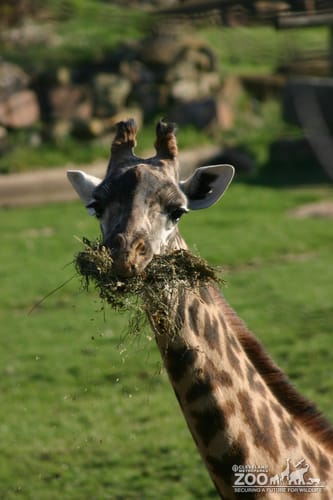 Giraffe Munching