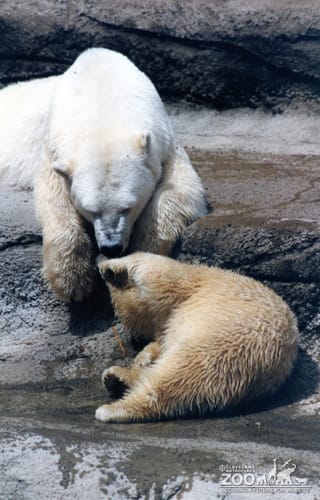 Polar Bears Given Love 2