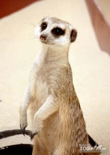 Meerkat Stands