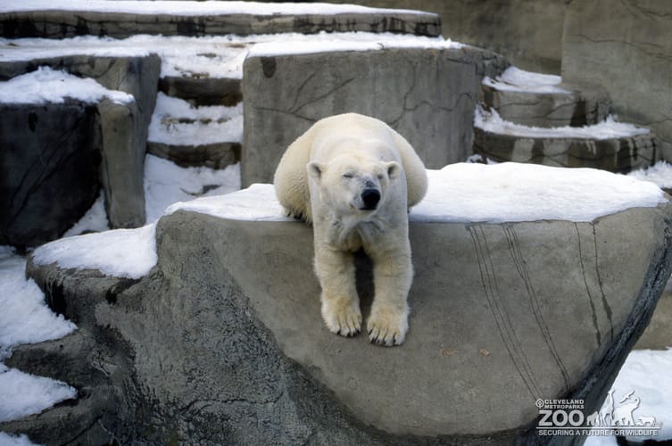 Polar Bear Sitting Up With Paw In Mouth