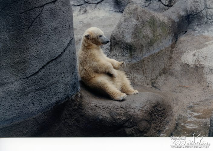 Polar Bear Sitting Up On Rock 