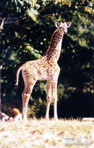 Giraffe, Masai3