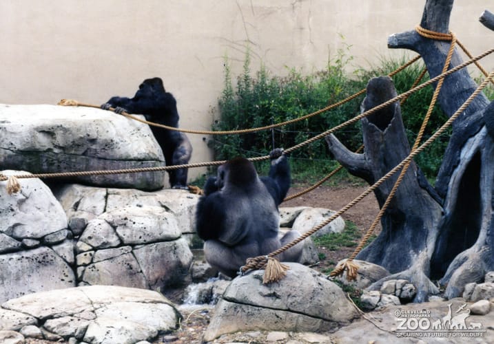 Gorillas, Western Lowland