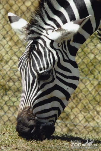 Zebra Head Shot