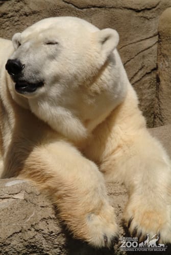 Polar Bear Paws Looking Sideways