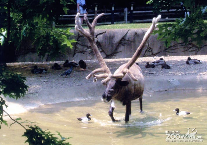 Reindeer Walking Through Water
