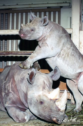 Black Rhinoceros Azzizi & Inga