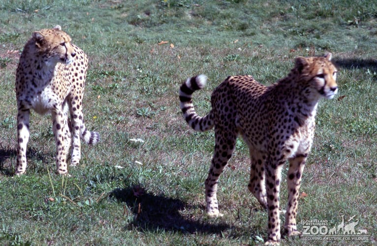 Cheetahs Looking Left
