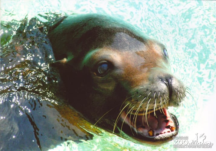 Sea Lion Close Up