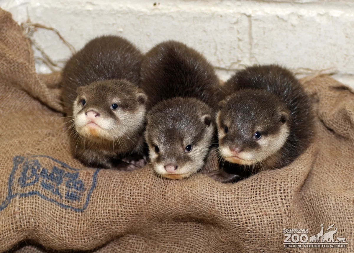 Asian Small-Clawed Otter Babies in a Line
