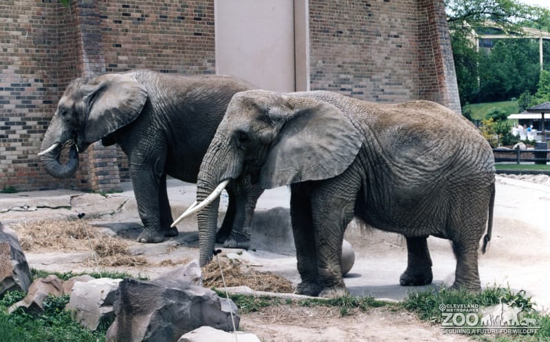 Elephants, African 8