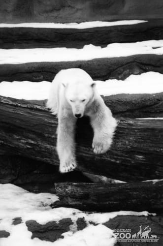 Polar Bear Playing In the Snow