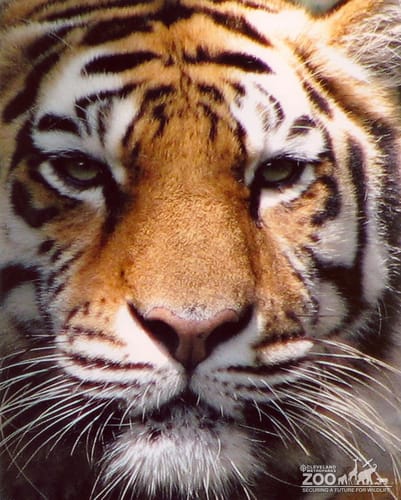 Tiger Face