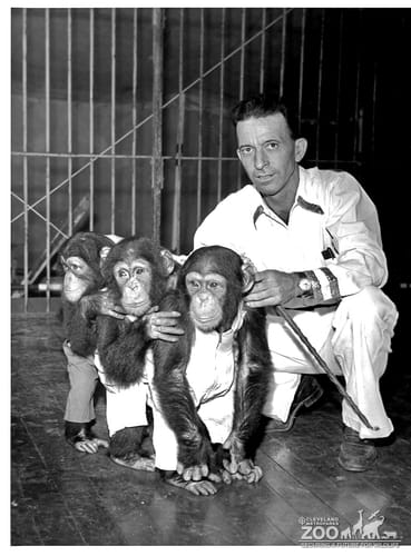 1950's - Keeper and Infant Chimpanzees
