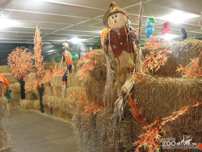 Boo at the Zoo: In the Hay Maze
