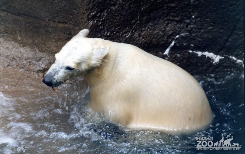 Polar Bear Playing With A Stick In Water