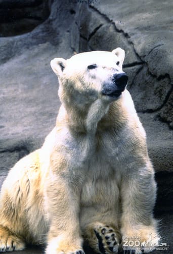 Polar Bear Looking Straight Ahead