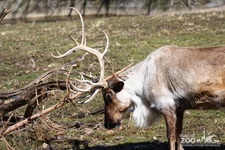 Reindeer Rubs Antlers