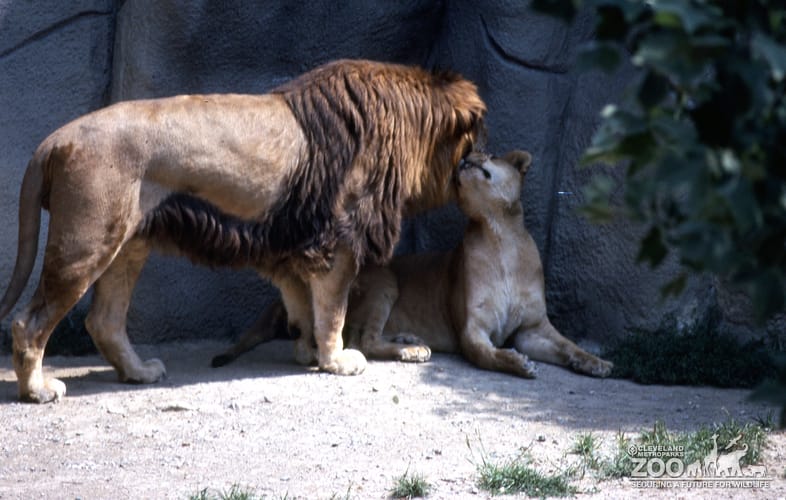Lion, African Giving Lioness Affection 