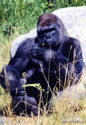 Gorilla, Western Lowland23