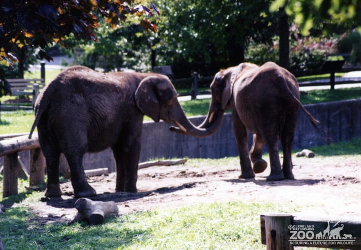 Elephants, African 6
