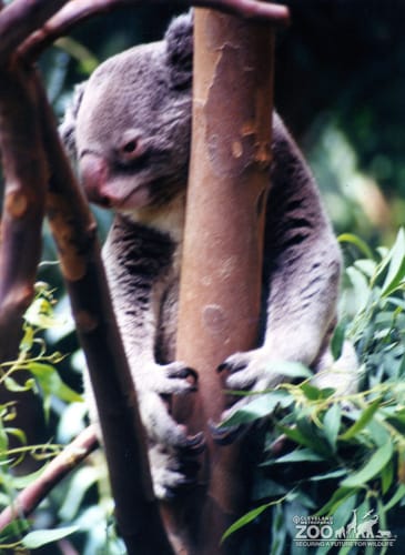 Koala, Queensland6