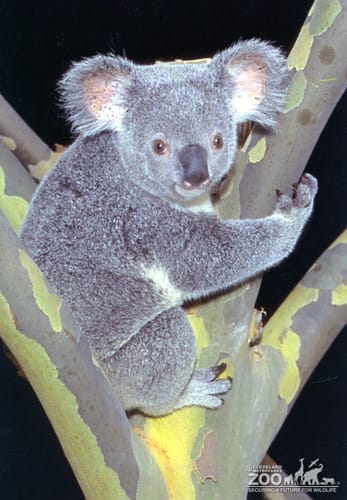Koala, Queensland8