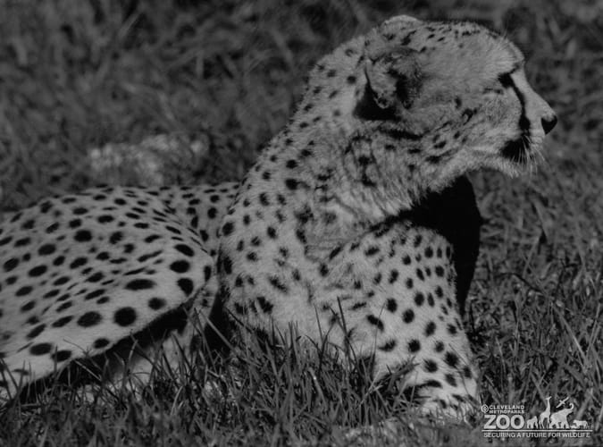 Cheetah Side View